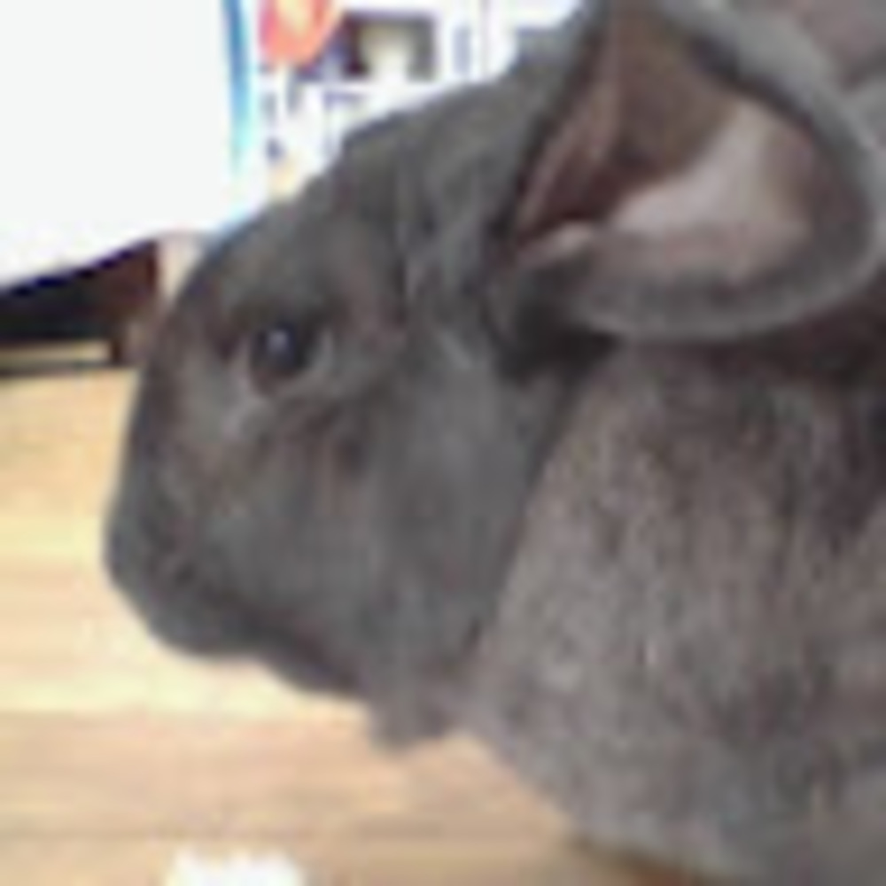 Meet your Posher, Aston